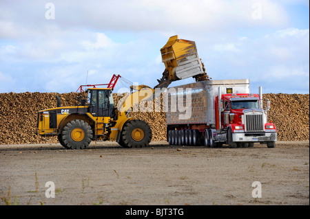 Area di raccolta per i prodotti agricoli raccolti di barbabietole prima della lavorazione a Bad Axe Michigan dalla Pioneer Sugar Company Foto Stock