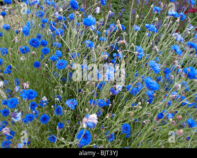 Centaurea cyanus (Fiordaliso, Laurea pulsante, Bluebottle, Boutonniere flower, Hurtsickle) Foto Stock