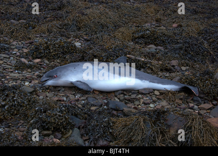 Dead Focena sulla riva del mare in Loch Shira vicino a Inveraray Foto Stock