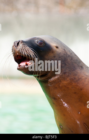 Il leone marino della California Foto Stock