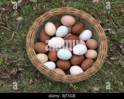 Tutte le uova nello stesso paniere. Foto Stock