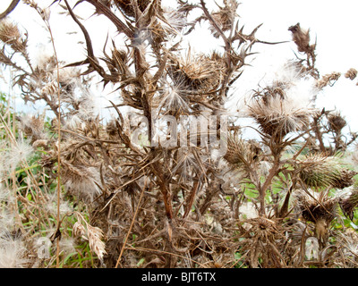 Thistle seedheads in autunno Foto Stock