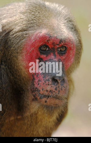 Moncone maschio-coda Macaque (Macaca arctoides) aka Bear Macaque nella pala-U Parco Nazionale, ovest della Thailandia, febbraio 2007. Foto Stock