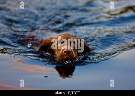 Un marrone cioccolato cocker spaniel cucciolo nuoto Foto Stock