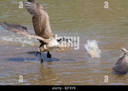 L'oca canadese (Branta canadensis) che attacca, Georgia, USA Foto Stock