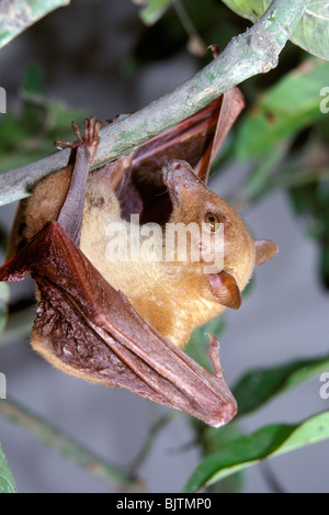 Il pipipistrello della frutta dalle tonalità lunghe (Macroglossus sobrinus), distretto di Rajbari, Bangladesh. Foto Stock