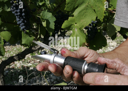 Un vino francese maker controlla il contenuto di zucchero della sua uva nella sua vigna in Vacqueyras, Vaucluse Provence, Francia. Foto Stock