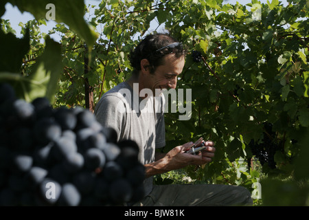 Un vino francese maker controlla il contenuto di zucchero della sua uva nella sua vigna in Vacqueyras, Vaucluse Provence, Francia Foto Stock