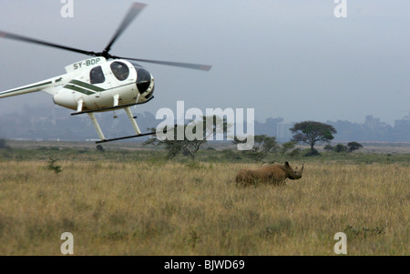 Utilizzo di un elicottero per la cattura di un rinoceronte in Kenya National Park Foto Stock