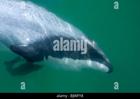 Hector dolphin nuotare nel mare, Nuova Zelanda Foto Stock