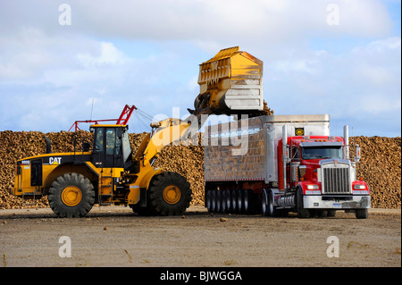 Area di raccolta per i prodotti agricoli raccolti di barbabietole prima della lavorazione a Bad Axe Michigan dalla Pioneer Sugar Company Foto Stock