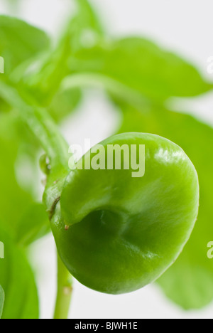 Macro di verde decorativo con paprika strana forma Foto Stock