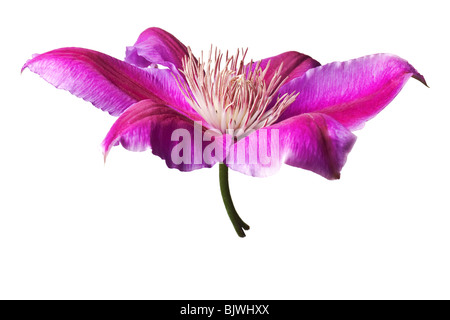 Rosa e viola la clematide isolati su sfondo bianco. Pulire puro sfondo bianco- no grigio! Foto Stock