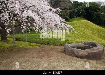 Fiori Ciliegio al Koishikawa Korakuen Garden Foto Stock