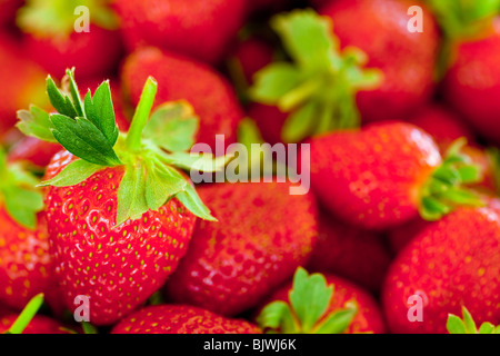 Ripe rosso fragole con steli e foglie Foto Stock