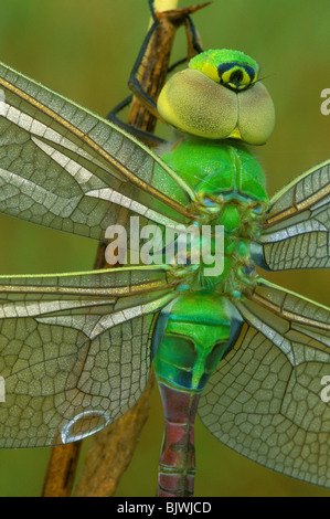 Verde comune Darner Libellula Anax junius E NA, da saltare Moody/Dembinsky Foto Assoc Foto Stock