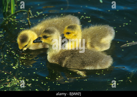 Canada Goose Goslings Branta canadensis alimentazione sulle lenti d'acqua per il Nord America, da Ted Nelson/Dembinsky Foto Assoc Foto Stock