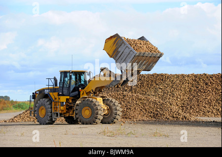 Area di raccolta per i prodotti agricoli raccolti di barbabietole prima della lavorazione a Bad Axe Michigan dalla Pioneer Sugar Company Foto Stock