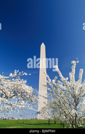 WASHINGTON DC, Stati Uniti: Il monumento a Washington sorge tra ciliegi in fiore intorno al bacino delle maree durante la fioritura del picco primaverile. I 3.700 ciliegi, principalmente varietà Yoshino, creano una splendida esposizione vicino al National Mall. Questa scena primaverile rappresenta una delle esposizioni botaniche più famose d'America, attirando visitatori da tutto il mondo. Foto Stock