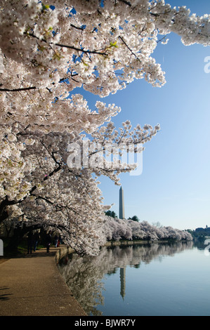 WASHINGTON DC, Stati Uniti d'America - il Monumento a Washington e alcune delle 3700 Cherry Blossom alberi che fioriscono in primavera intorno al bacino di marea accanto a Washington il National Mall Foto Stock