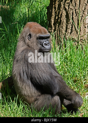 GORILLA SEDUTA SULL'ERBA ALLO ZOO DI MELBOURNE VICTORIA AUSTRALIA Foto Stock