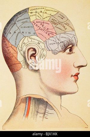 Un phrenological mappa del cervello umano. Foto Stock