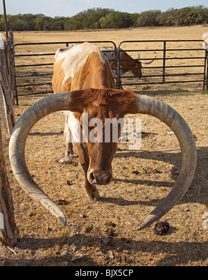 Texas longhorn bovini in corral sul ranch Texas USA Foto Stock