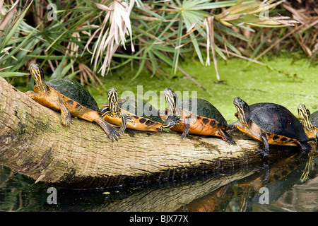 Florida rosso-tartarughe panciuto - Verde Cay zone umide - Delray Beach, Florida USA Foto Stock