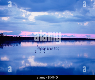 USA FLORIDA Sanibel Island: L'DING DARLING Wildlife Refuge Foto Stock