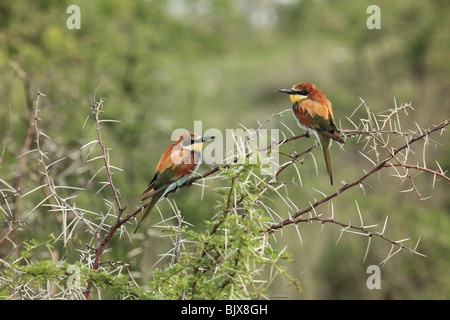 Una coppia di Bee-Eaters europeo appoggiano su una spina boccola Foto Stock