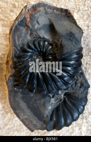 Fossili del El fossile, il museo dei fossili, nei pressi di Villa de Leyva (Colombia). Foto Stock