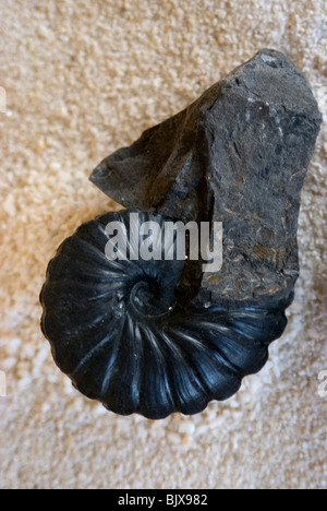 Fossili del El fossile, il museo dei fossili, nei pressi di Villa de Leyva (Colombia). Foto Stock