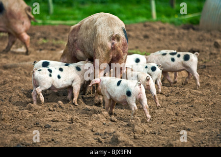 Gloster vecchio spot di suinetti con la loro madre in un campo Foto Stock