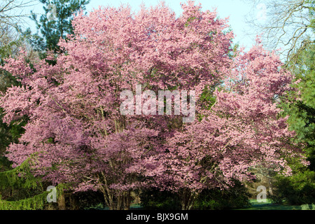 Un gruppo di Prunus x Okame cherry rosacee piante ibride. Foto Stock