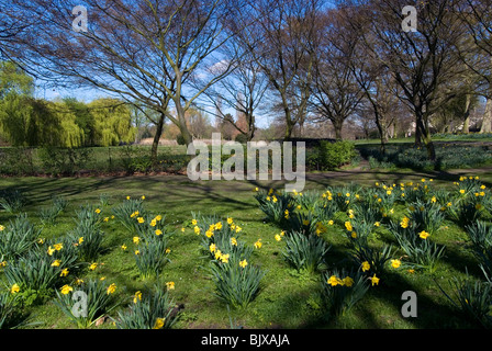 Giunchiglie, Regent's Park, London NW1, Inghilterra. Foto Stock