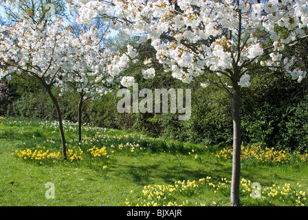 Fiore di Ciliegio, Regent's Park, Londra, Inghilterra. Foto Stock