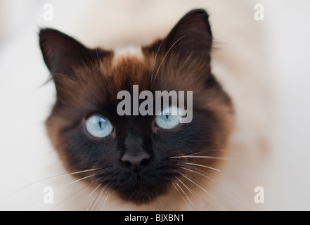 Il gatto domestico di 'Ragdoll' razza closeup Foto Stock