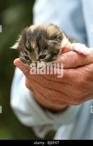 Norvegese delle Foreste gattino Foto Stock