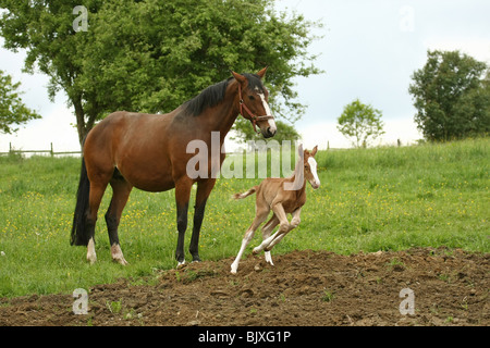 cavalla con puledro Foto Stock