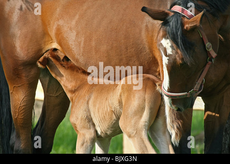 cavalla con puledro Foto Stock