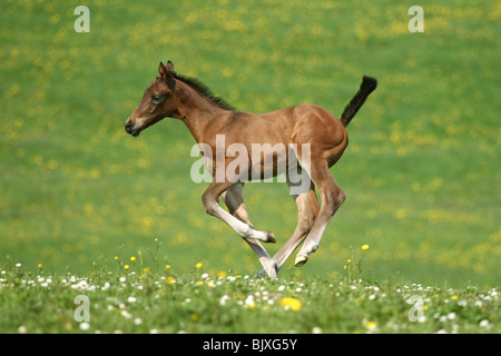 puledro Foto Stock