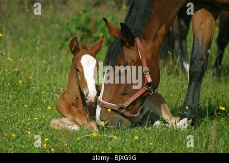 cavalla con puledro Foto Stock