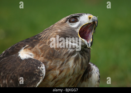 Falco rosso - munito Foto Stock