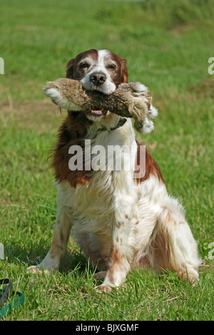 Irish rosso-e-bianco Setter Foto Stock