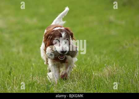 Irish rosso-e-bianco Setter Foto Stock