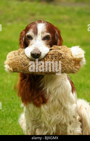 Irish rosso-e-bianco Setter Foto Stock