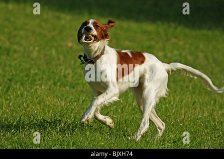 Esecuzione di Irish rosso-e-bianco Setter Foto Stock