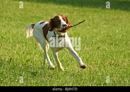 Irlandese di trotto rosso-e-bianco Setter Foto Stock