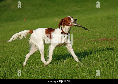 Irlandese di trotto rosso-e-bianco Setter Foto Stock