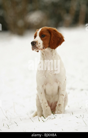 Giovane Irlandese rosso-e-bianco Setter nella neve Foto Stock